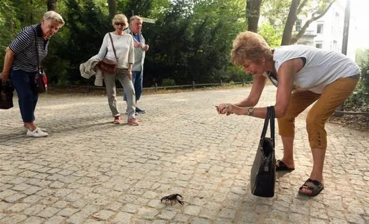 比利時設陷阱誘捕300萬只大閘蟹