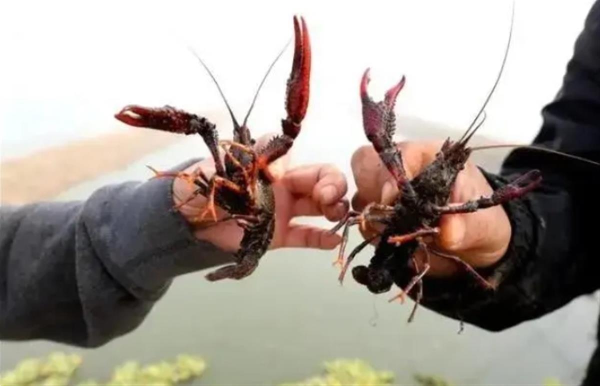 比利時設陷阱誘捕300萬只大閘蟹