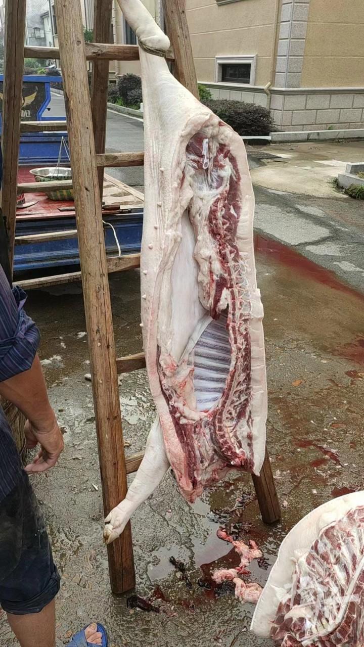 姐妹花2600元合伙買了一頭年豬