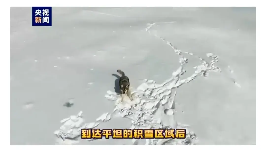 新疆狼群在積雪下挖出一條路
